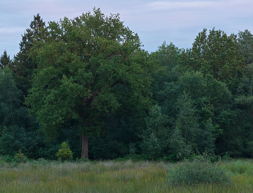 The Strubben-Kniphorstbosch – Drenthe (Netherlands) by Marcel Kerdijk