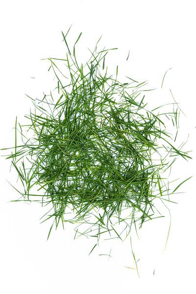 blades of grass by Jim Plaum