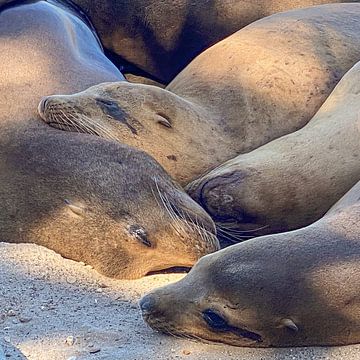 Take it easy.   Rustende zeeleeuwen in California, VS van Kris Hermans