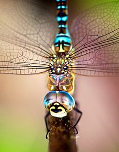 Libelle closeup