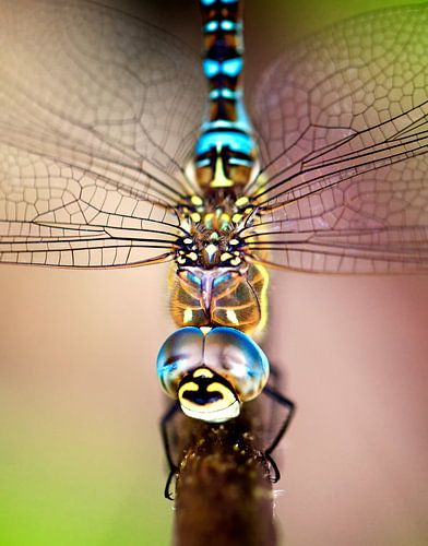 Libelle closeup