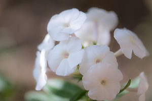 weißer Phlox