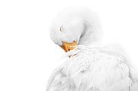 Sereen Witte Gans fine art minimalistich een zachte weergave