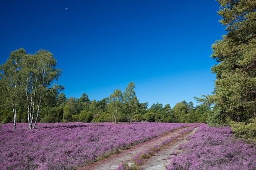 Heidelandschap van Bo Valentino