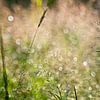 Tiges d'herbe dans la rosée matinale scintillante sur Theo Felten
