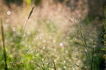Grass stalks in shimmering morning dew