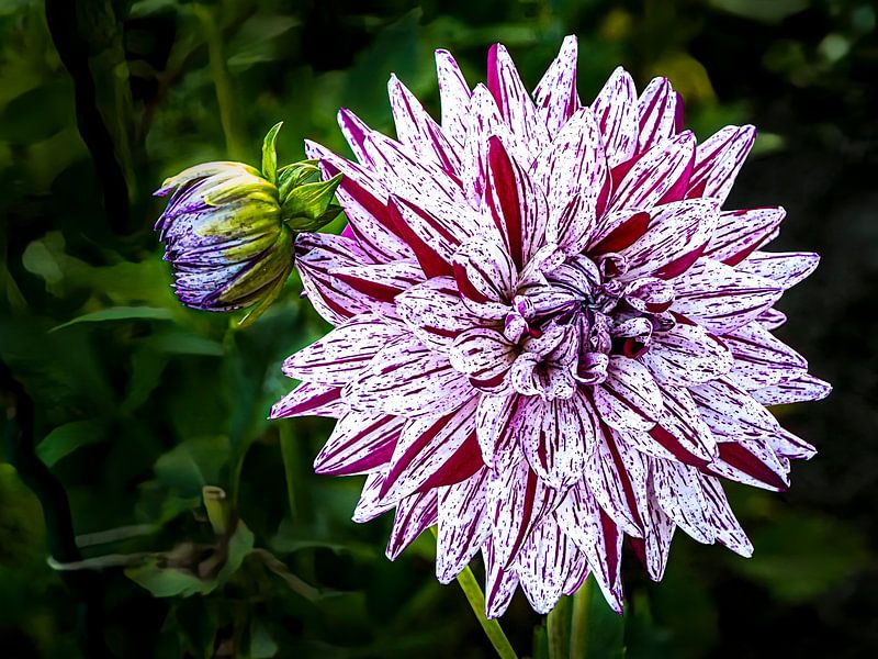 Flower Dahlia by Dieter Walther