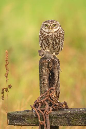 Steenuit avec souris capturée
