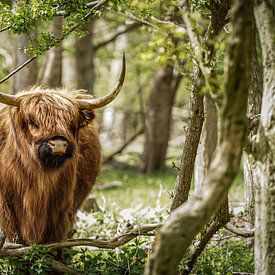 Hooglander in bos Kennemerduinen van Robert Gort