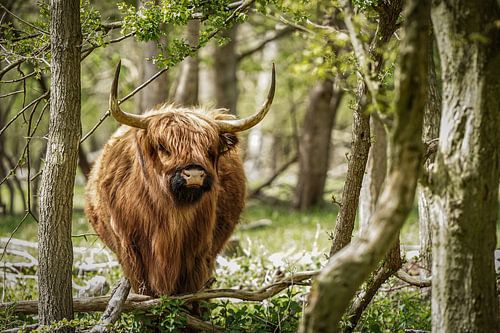 Highlander im Wald von Kennemerduinen