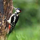 Great spotted woodpecker. by Astrid Brouwers thumbnail