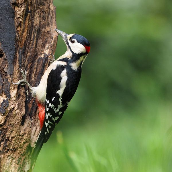 Great spotted woodpecker. by Astrid Brouwers