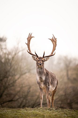 Damhert in de Amsterdamse Waterleidingduinen van Kayleigh Heppener