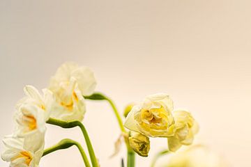 End of a daffodil