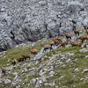 Pack of chamois in the Alps by Dieter Meyrl