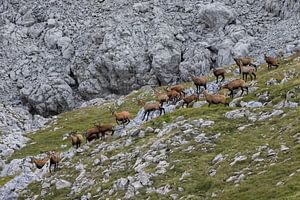 Gamsrudel in den Alpen