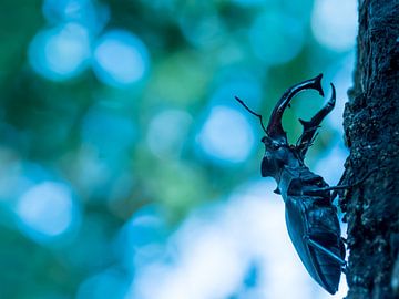 Beetle by Hennie Zeij