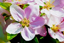 Pink apple blossom in sunlight