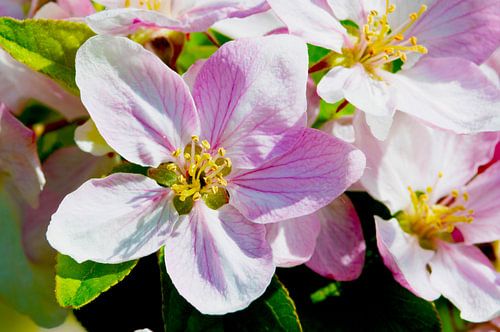Roze appelbloesem in zonlicht