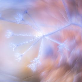 L'aneth à la lueur de l'hiver : un conte de fées glacé dans les tons pastel sur elma maaskant