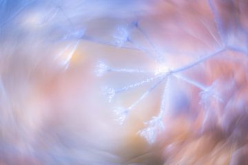 L'aneth à la lueur de l'hiver : un conte de fées glacé dans les tons pastel sur elma maaskant