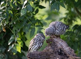 jonge Steenuil samen met zijn moeder by Ina Hendriks-Schaafsma