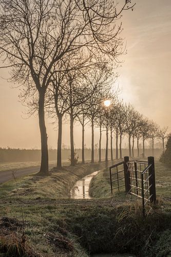 Bomenlaan in de ochtend
