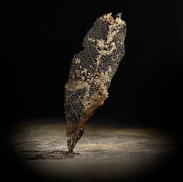 Verblühte Blattadern in wunderschönem Gegenlicht