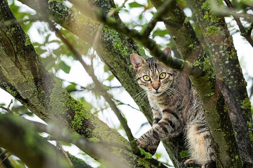 tabby kat in natuurlijke omgeving
