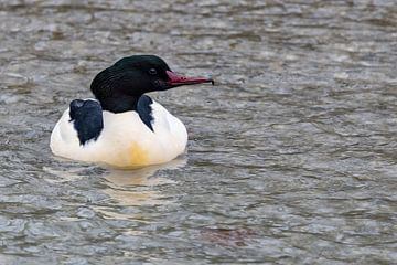 Goosander