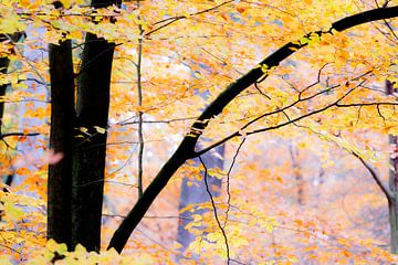 Kleurrijk herfstbos van Mark Scheper