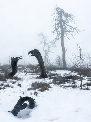 Het landschap van de 'Dode Bomen'