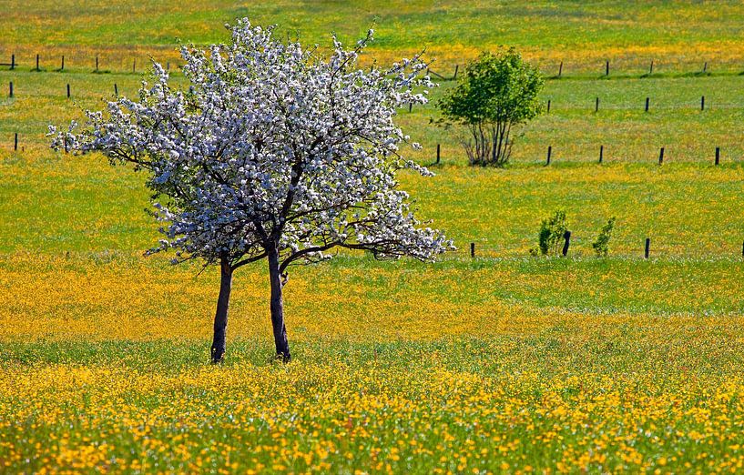Spring trees in bloom by Christa Kramer