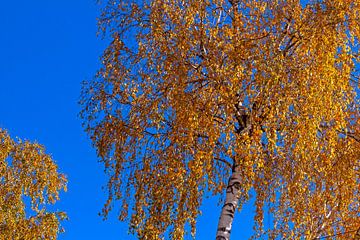 Blauwe lucht en boom. van Mikhail Pogosov