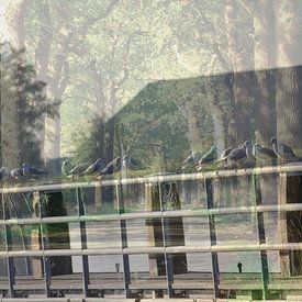 Tauben von Art. by Janine