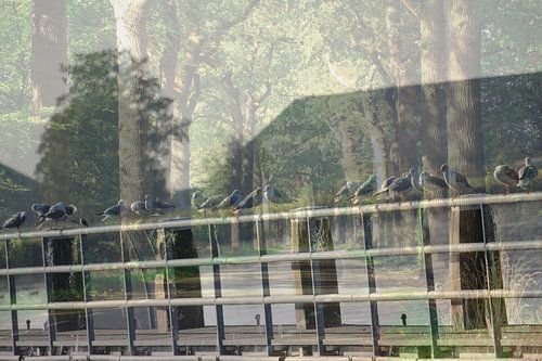 Abstracte fotografie | Fine Art Nature | Duiven