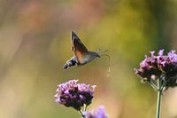 Macroglossum stellatarum
