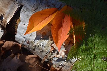 Cherry leaves in autumn by Claude Laprise