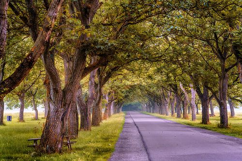 Landscape art-8 bomenlaan