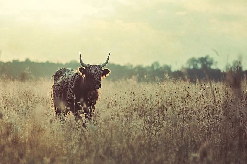 Scottish highlander in natural pasture by Imperial Art House