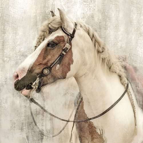 Elegant Paard.