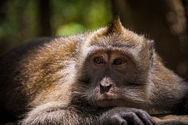 Think First, Swing Later by Yordi Lagendijk