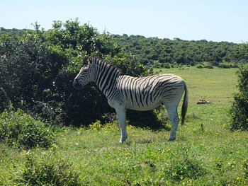 Zebra