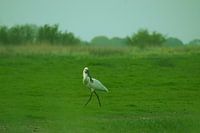 spoonbill looking for food