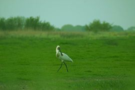 Löffler auf Nahrungssuche von Laurens Balvert