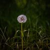 Common Dandelion On Dark Green Background van Urban Photo Lab
