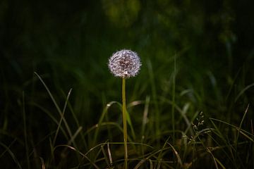 Common Dandelion On Dark Green Background von Urban Photo Lab