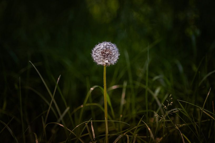 Common Dandelion On Dark Green Background par Urban Photo Lab