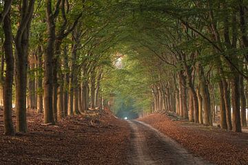 Allee der Bäume mit knospenden Herbstfarben von Moetwil en van Dijk - Fotografie