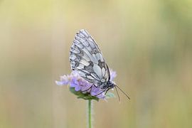 Dambordje van ALAIN HAUTMAN